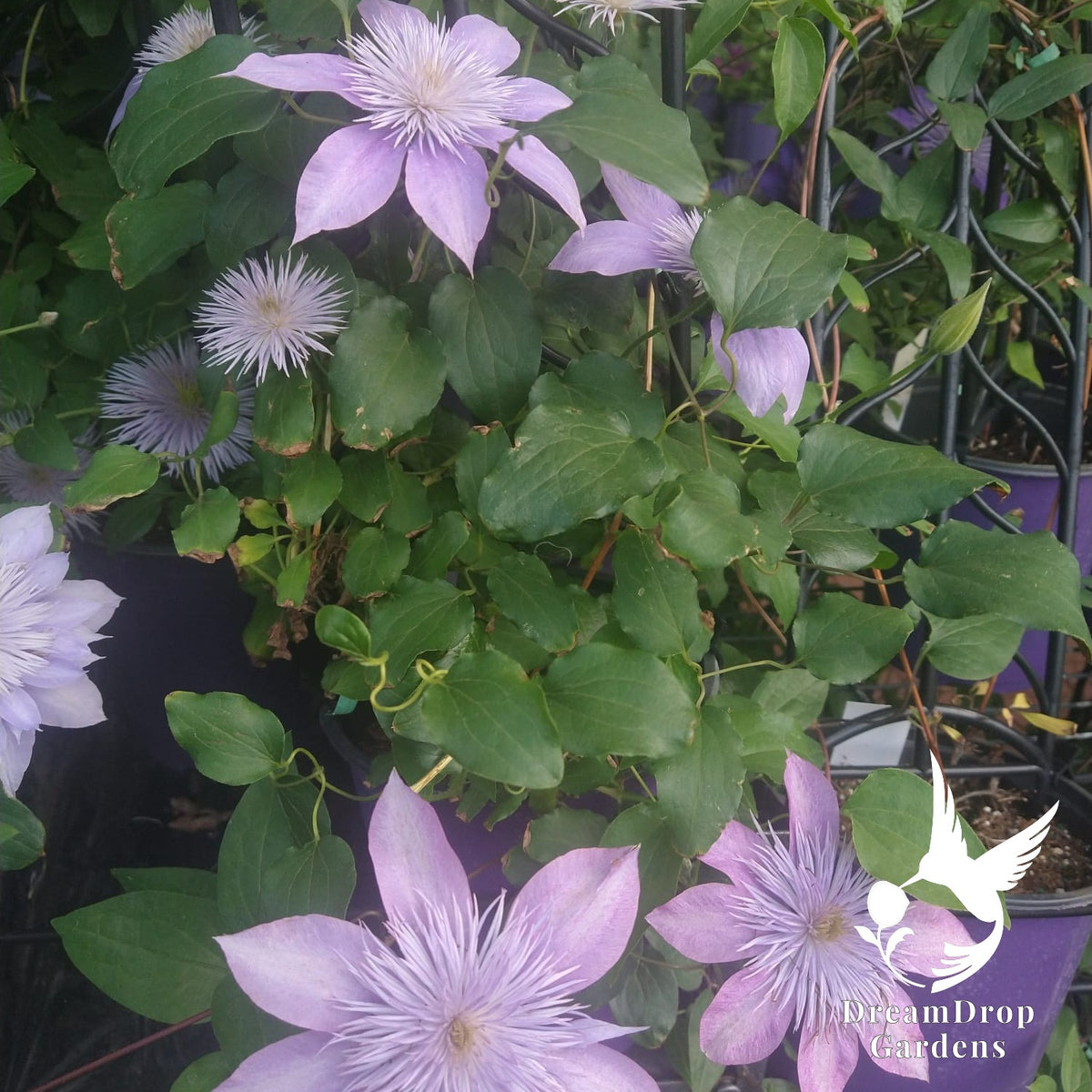Clematis 'Crystal Fountain' — DreamDrop Gardens photo 1