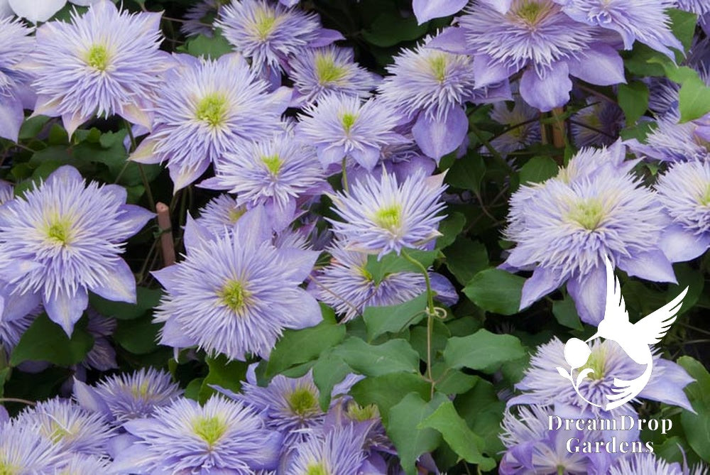 Clematis 'Crystal Fountain' — DreamDrop Gardens photo 2