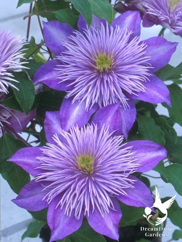 Clematis 'Crystal Fountain' — DreamDrop Gardens photo 3
