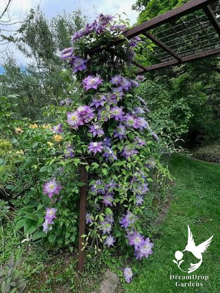 Clematis 'Crystal Fountain' — DreamDrop Gardens photo 4
