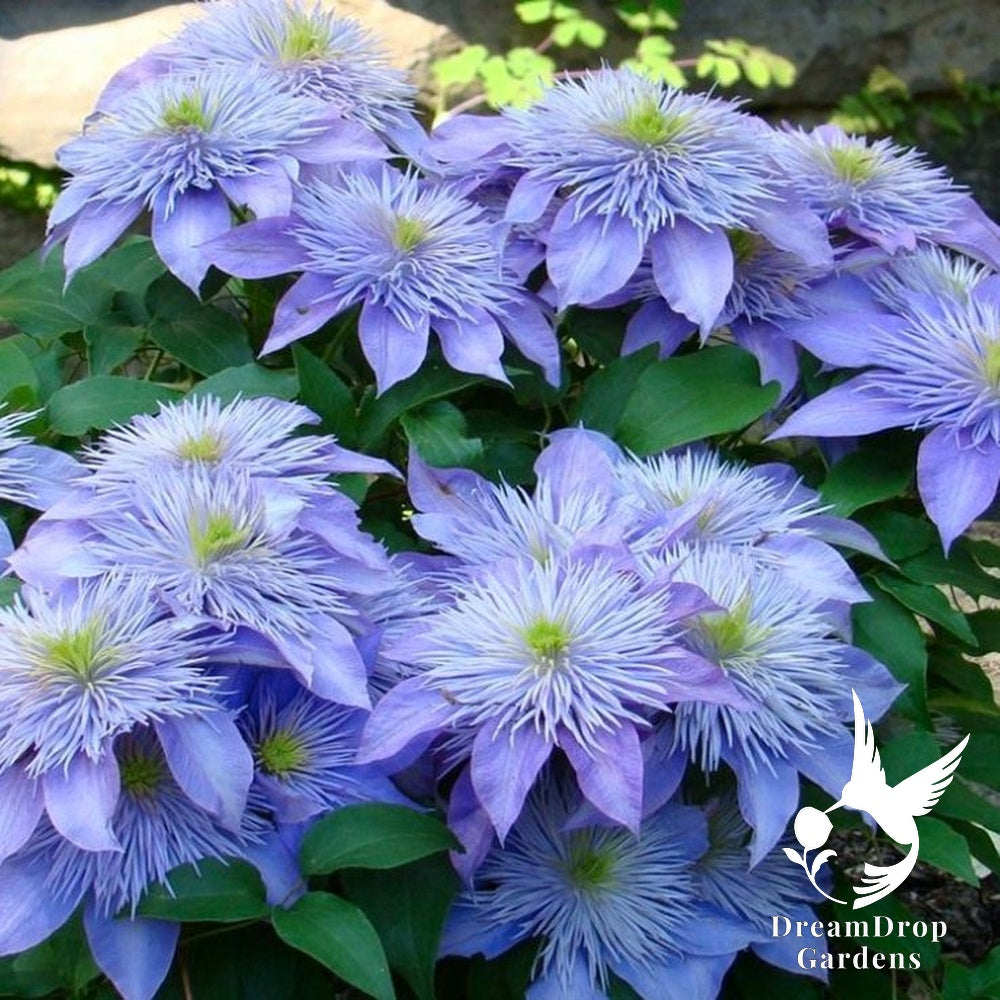Clematis 'Crystal Fountain' — DreamDrop Gardens photo 5