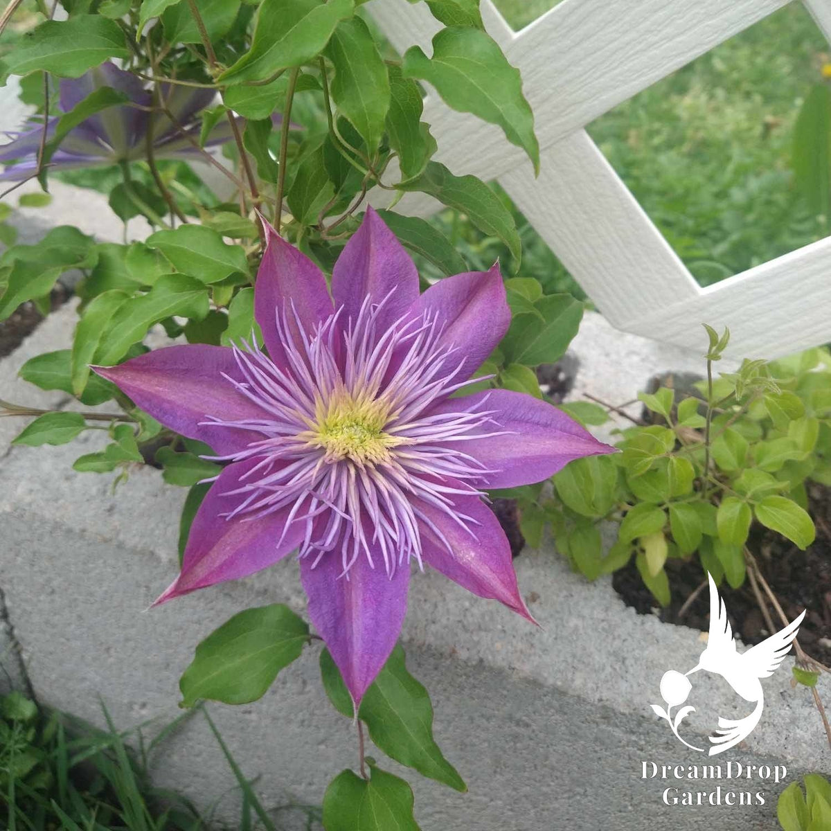 Clematis 'Crystal Fountain' — DreamDrop Gardens photo 1