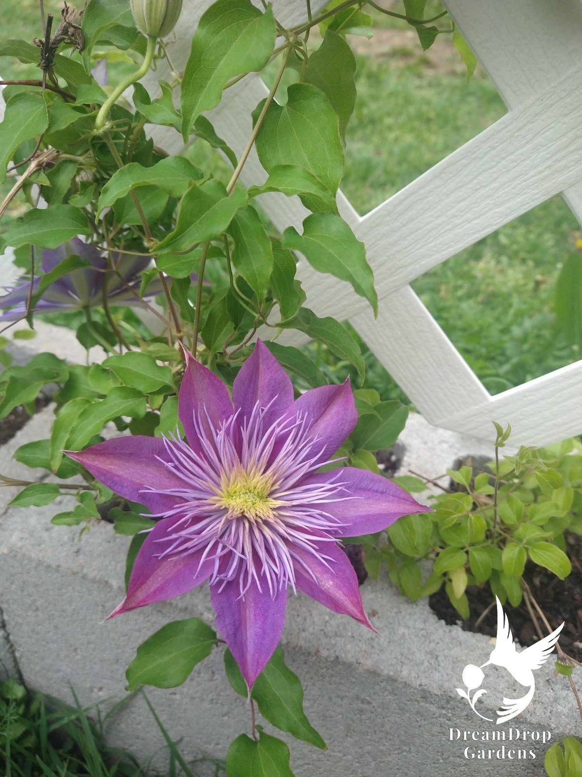 Clematis 'Crystal Fountain' — DreamDrop Gardens photo 2