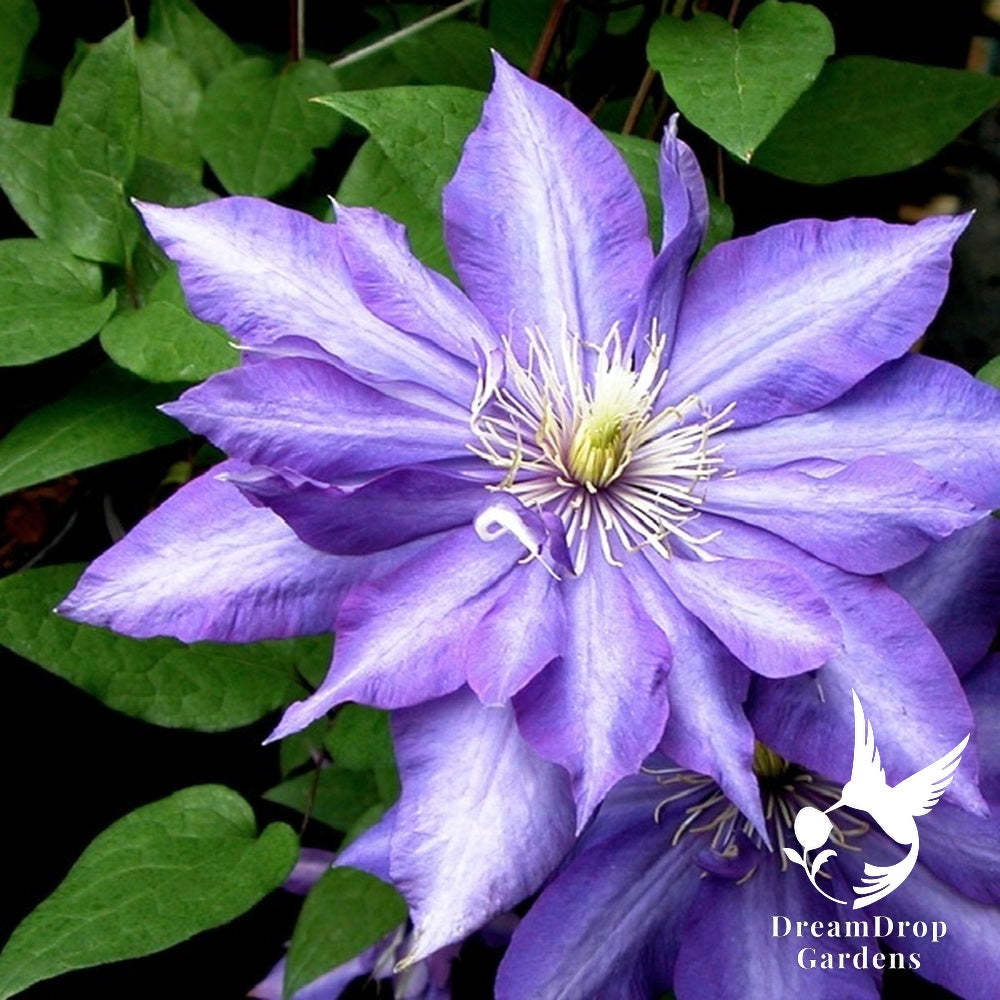 Clematis 'Daniel Deronda' - Semi-Double Bloom — DreamDrop Gardens photo 1