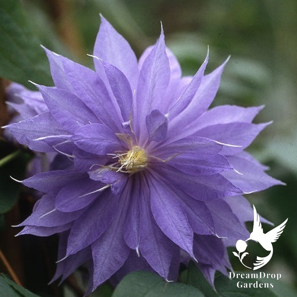 Clematis 'Daniel Deronda' - Semi-Double Bloom — DreamDrop Gardens photo 2