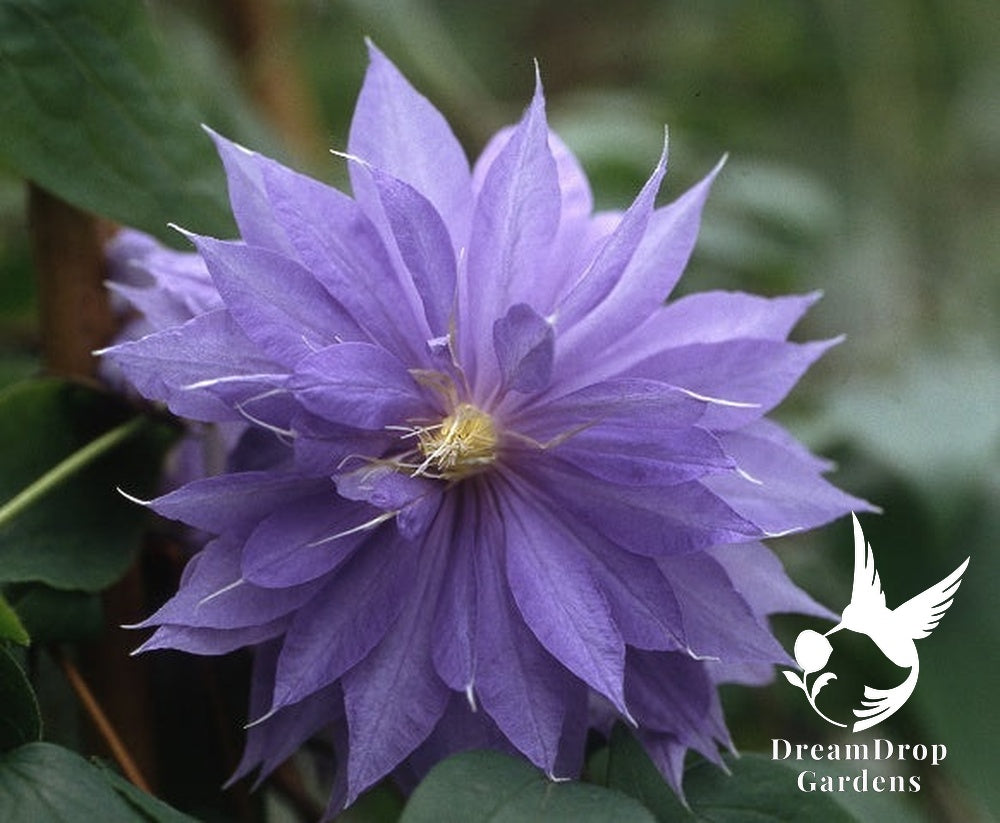 Clematis 'Daniel Deronda' - Semi-Double Bloom — DreamDrop Gardens photo 3