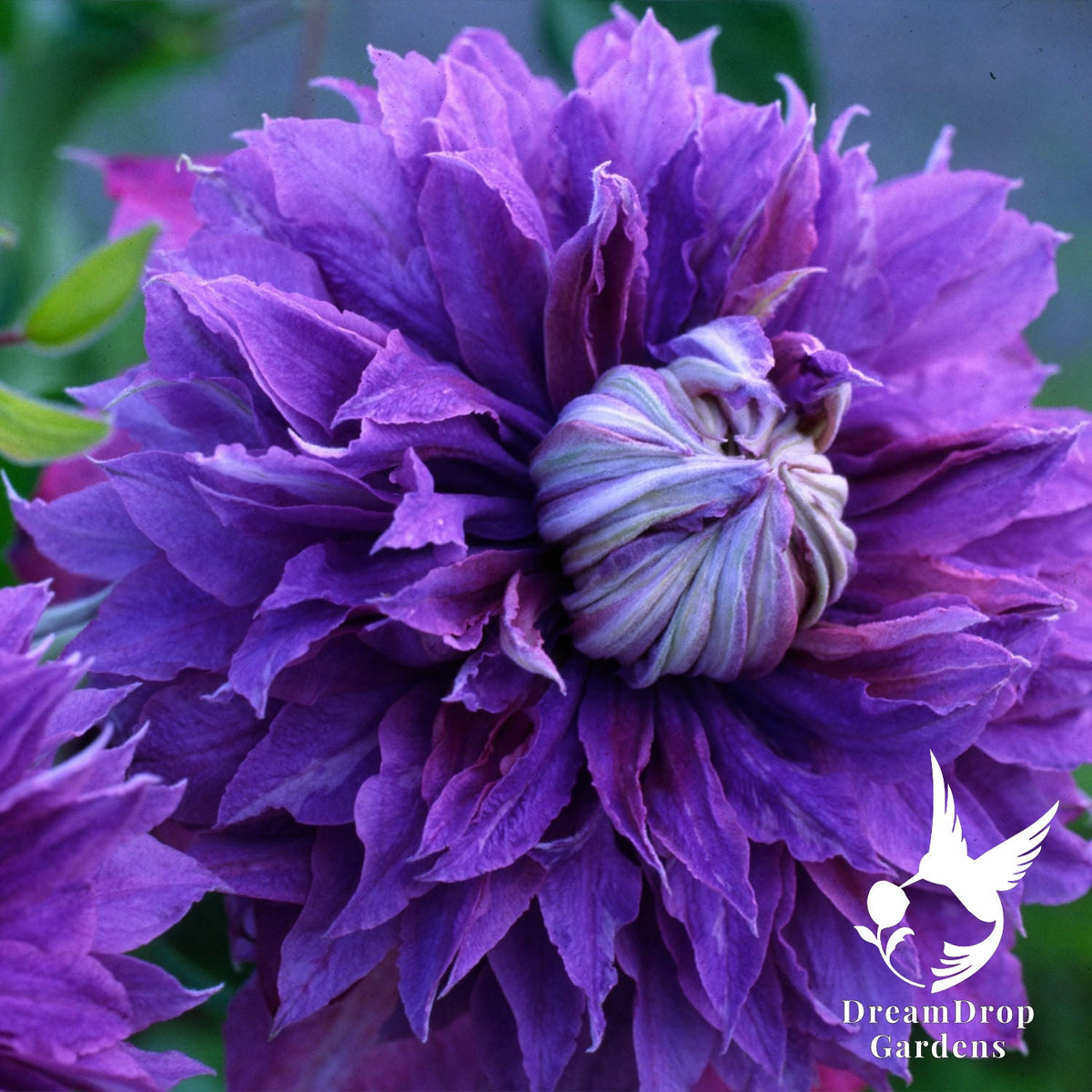 Clematis 'Diamantina' Double Bloom - Award Winning Blooms — DreamDrop Gardens photo 1
