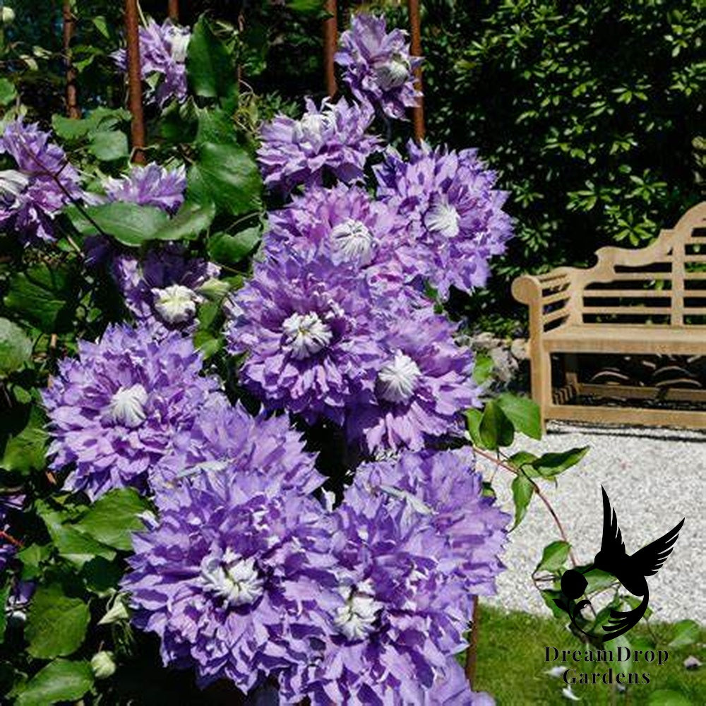 Clematis 'Diamantina' Double Bloom - Award Winning Blooms — DreamDrop Gardens photo 2