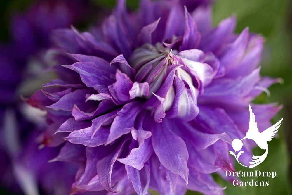 Clematis 'Diamantina' Double Bloom - Award Winning Blooms — DreamDrop Gardens photo 3