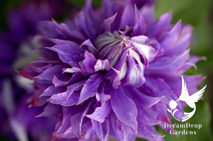 Clematis 'Diamantina' Double Bloom - Award Winning Blooms — DreamDrop Gardens photo 3