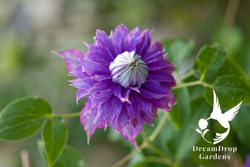 Clematis 'Diamantina' Double Bloom - Award Winning Blooms — DreamDrop Gardens photo 4