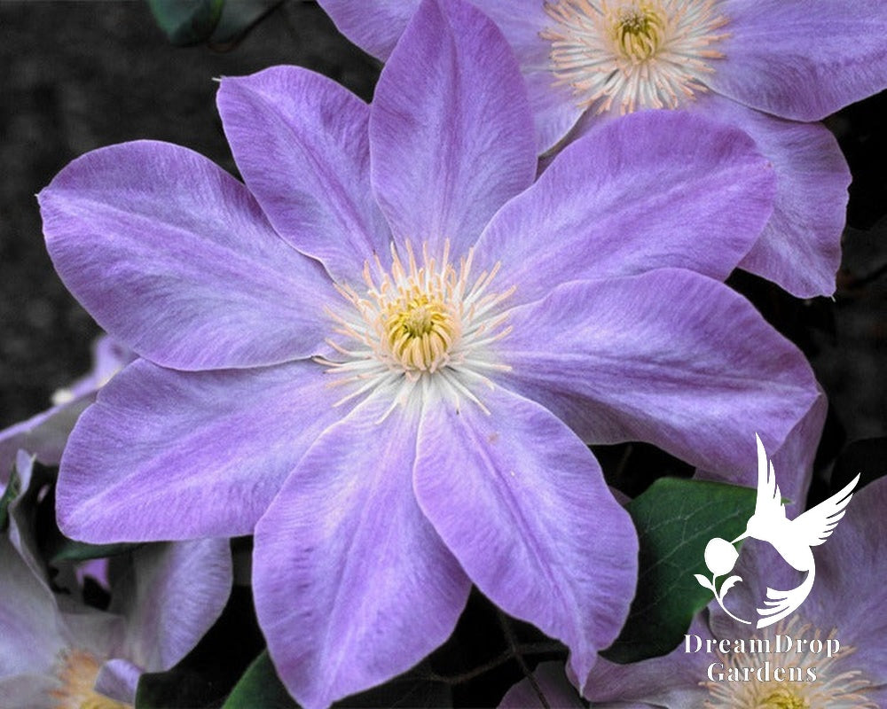 Clematis 'Dianas Delight' — DreamDrop Gardens photo 1