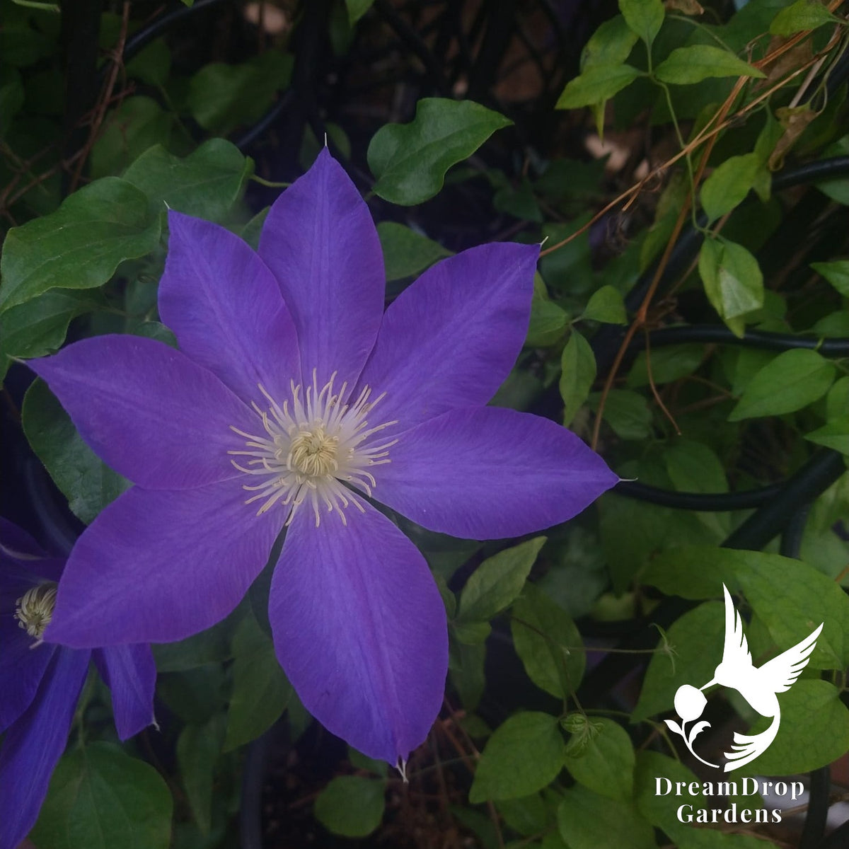 Lavender-blue clematis flower with cream stamens against dark green foliage