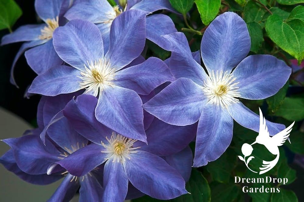 Clematis 'Dianas Delight' — DreamDrop Gardens photo 2