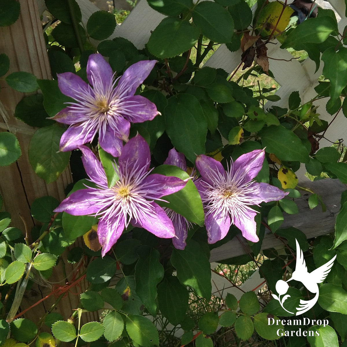 Three lavender-purple Crystal Fountain clematis blooms with spiky white centres on a white lattice