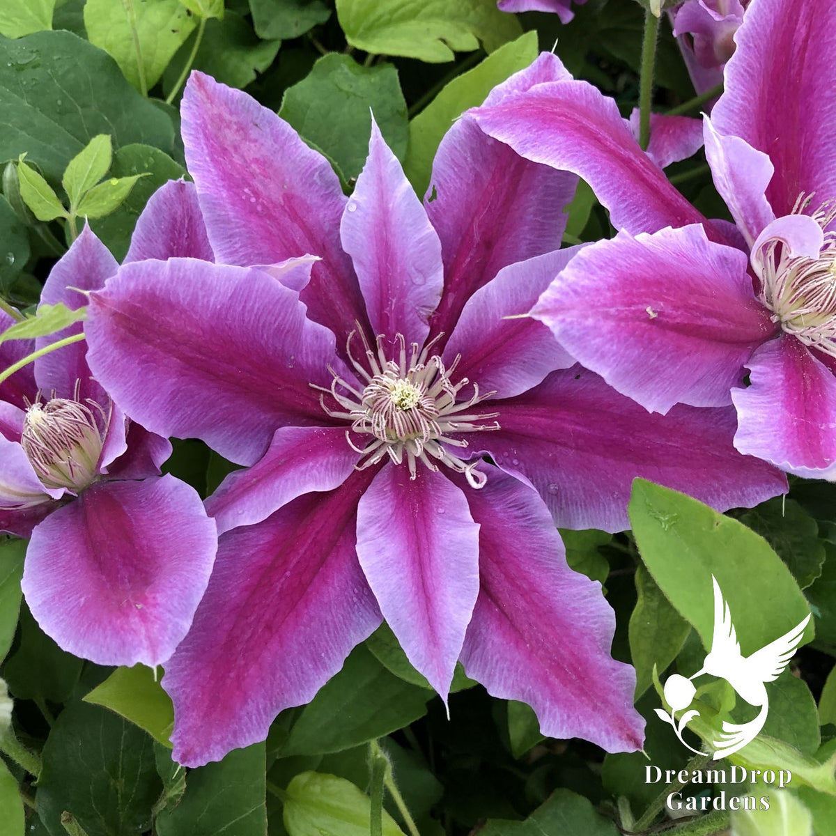 Clematis 'Dr. Ruppel' — DreamDrop Gardens photo 1