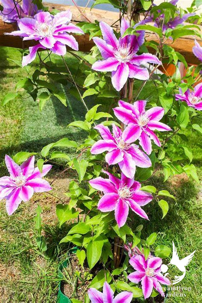 Clematis 'Dr. Ruppel' — DreamDrop Gardens photo 3