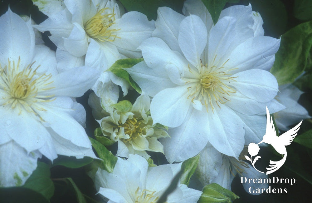 Clematis 'Duchess of Edinburgh' - Double Bloom White — DreamDrop Gardens photo 1