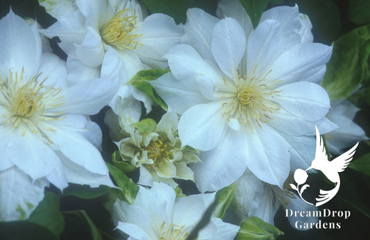 Clematis 'Duchess of Edinburgh' - Double Bloom White — DreamDrop Gardens photo 1