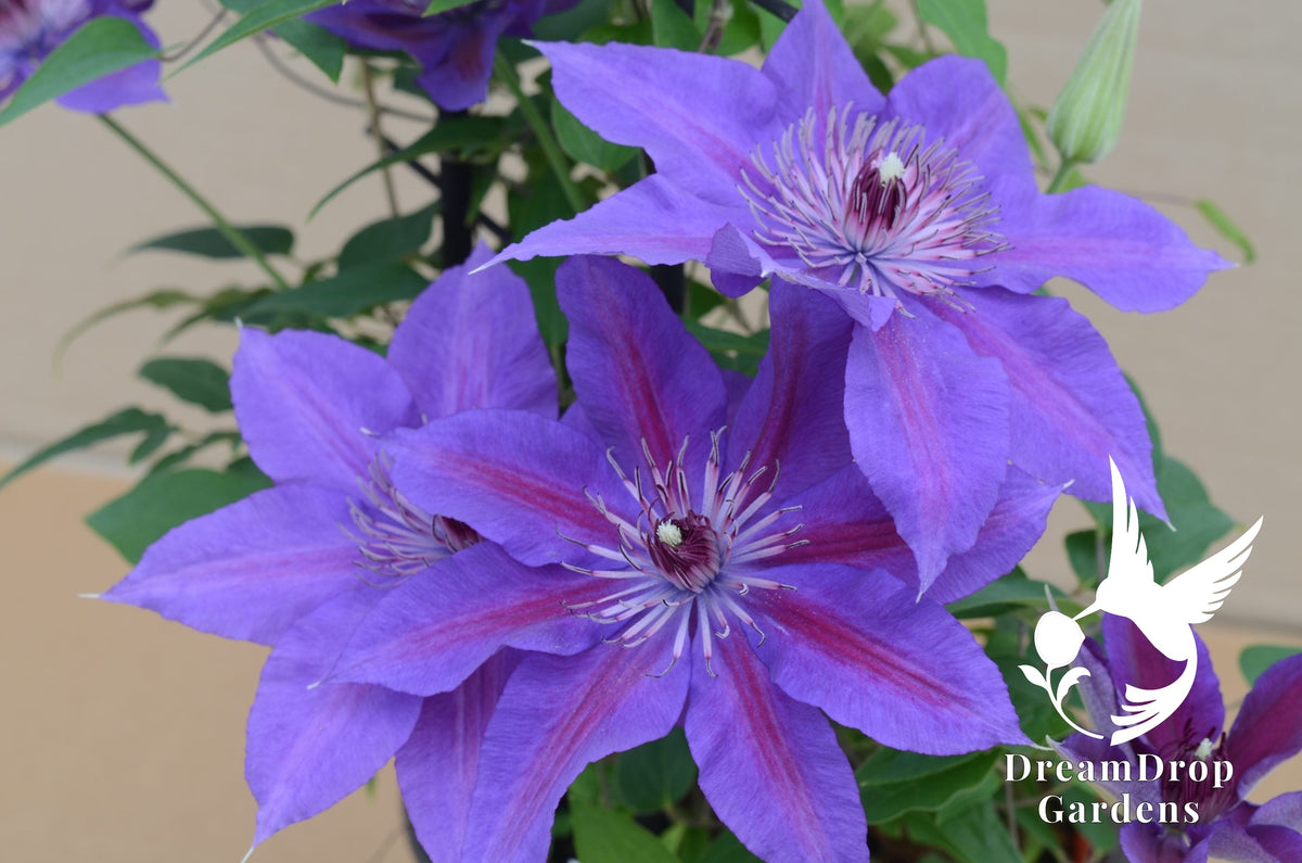 Clematis 'Edda' — DreamDrop Gardens photo 1