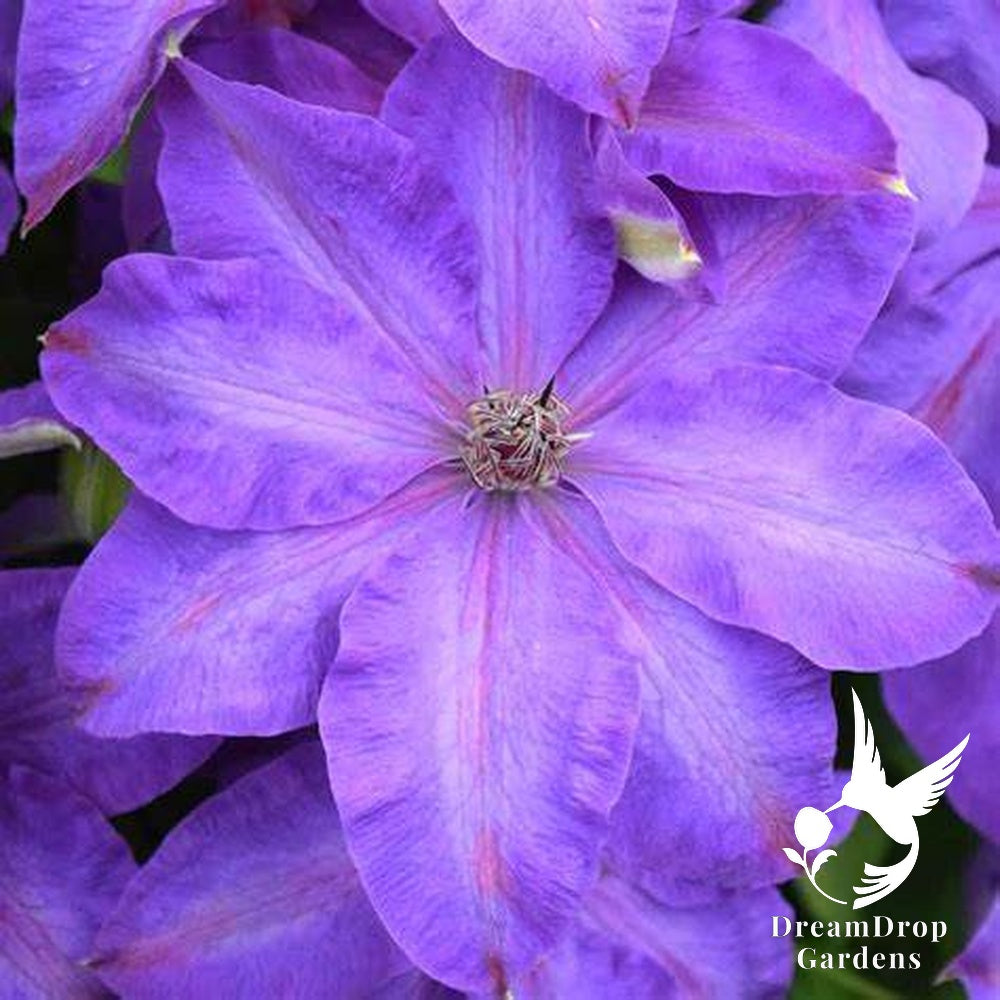 Clematis 'Elsa Spath' — DreamDrop Gardens photo 1