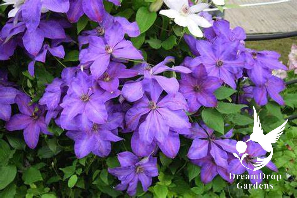 Clematis 'Elsa Spath' — DreamDrop Gardens photo 2
