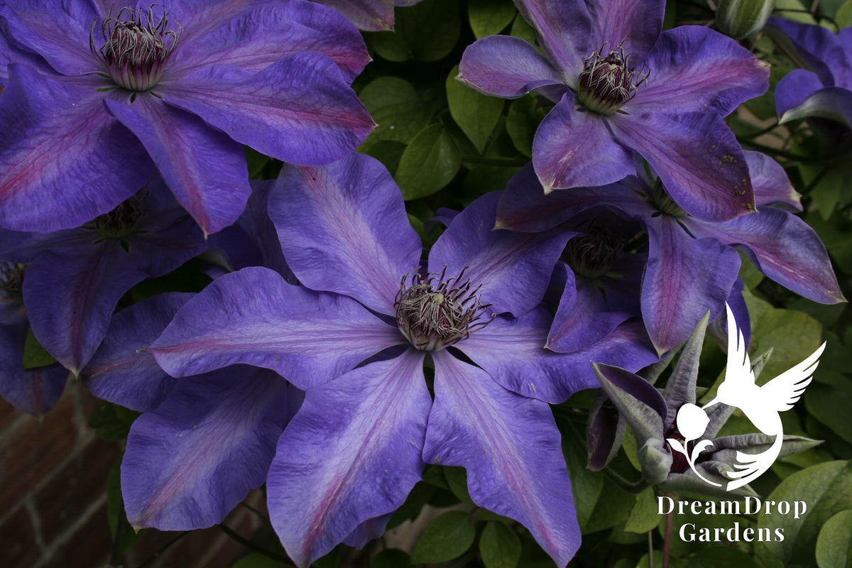 Clematis 'Elsa Spath' — DreamDrop Gardens photo 3