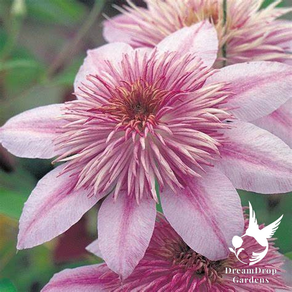 Clematis 'Empress' — DreamDrop Gardens photo 1