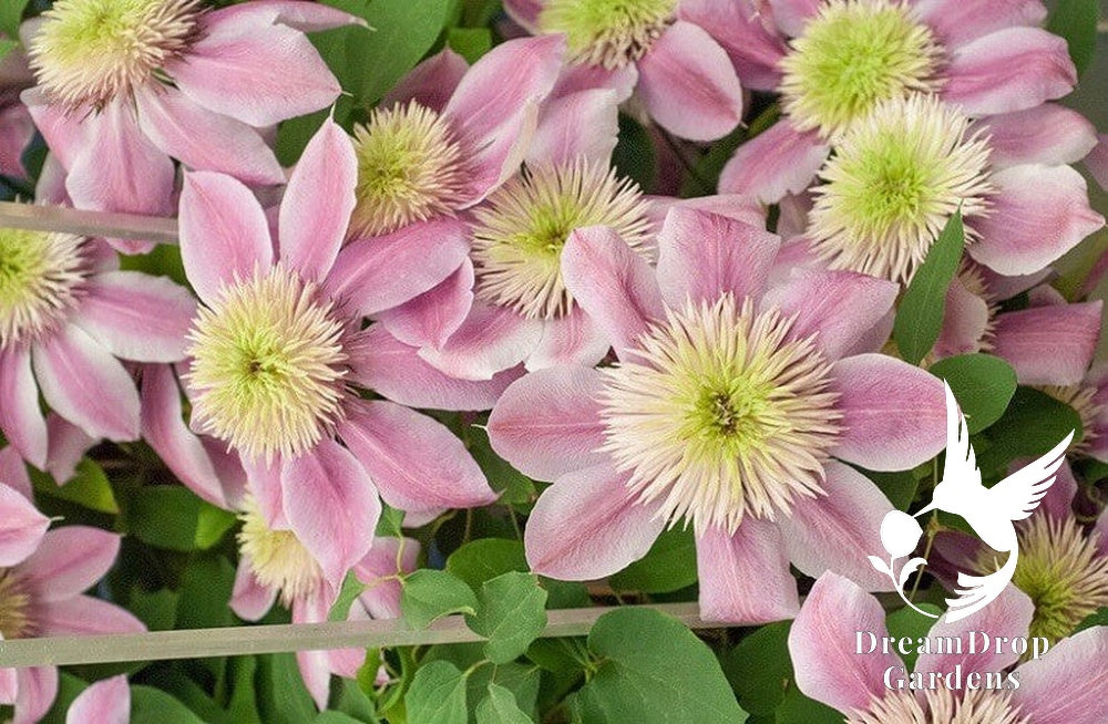 Clematis 'Empress' — DreamDrop Gardens photo 2