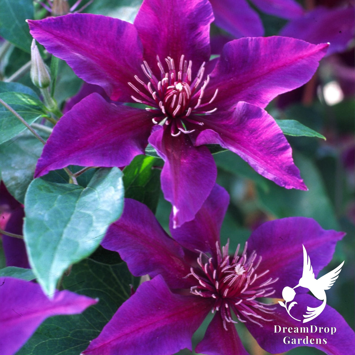 Clematis 'Fleuri' AKA Princess Anna — DreamDrop Gardens photo 1