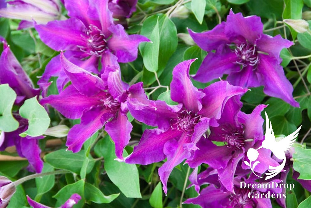 Clematis 'Fleuri' AKA Princess Anna — DreamDrop Gardens photo 2