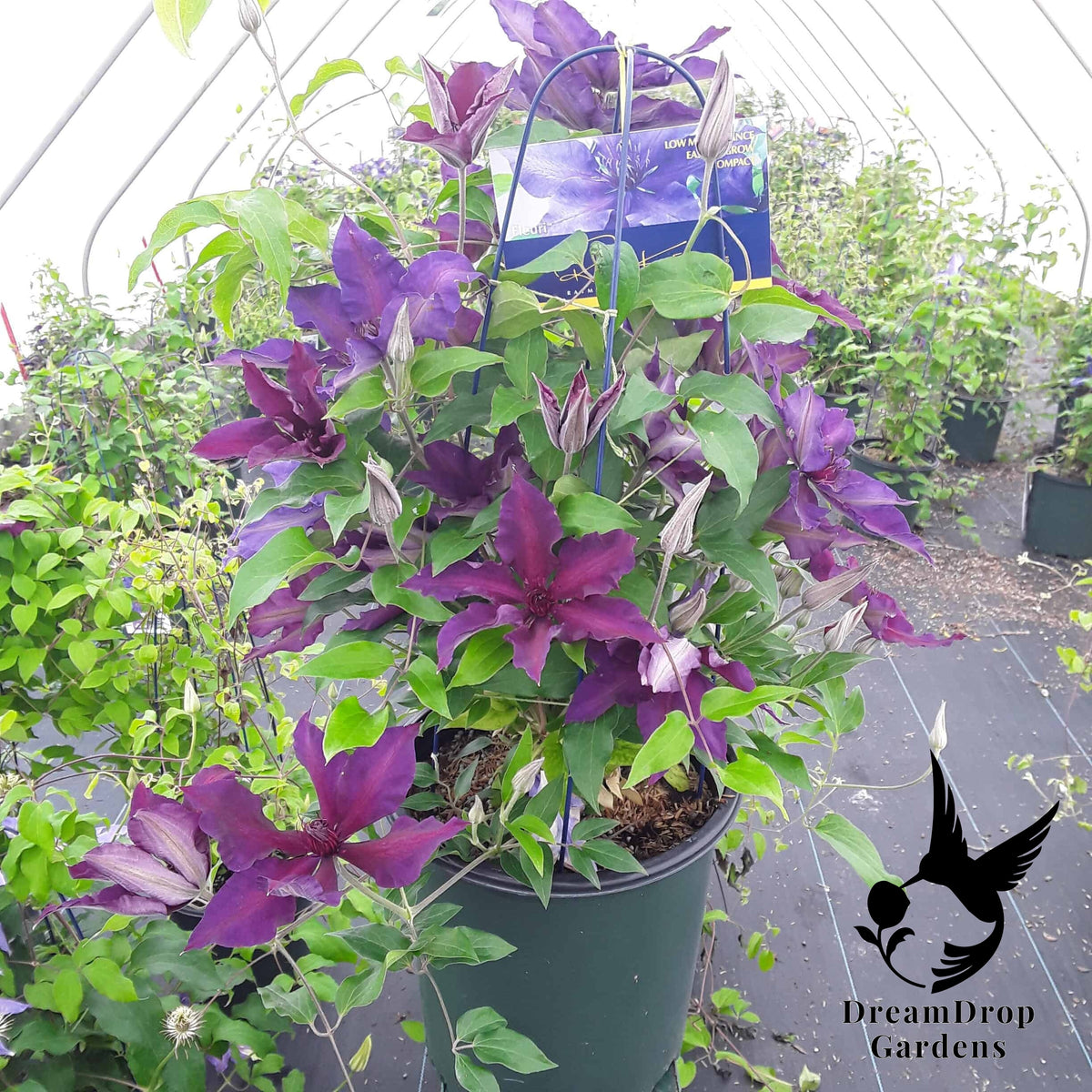 Clematis 'Fleuri' AKA Princess Anna — DreamDrop Gardens photo 3