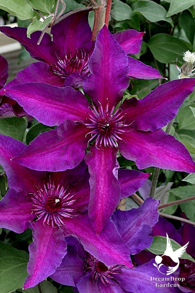 Clematis 'Fleuri' AKA Princess Anna — DreamDrop Gardens photo 4