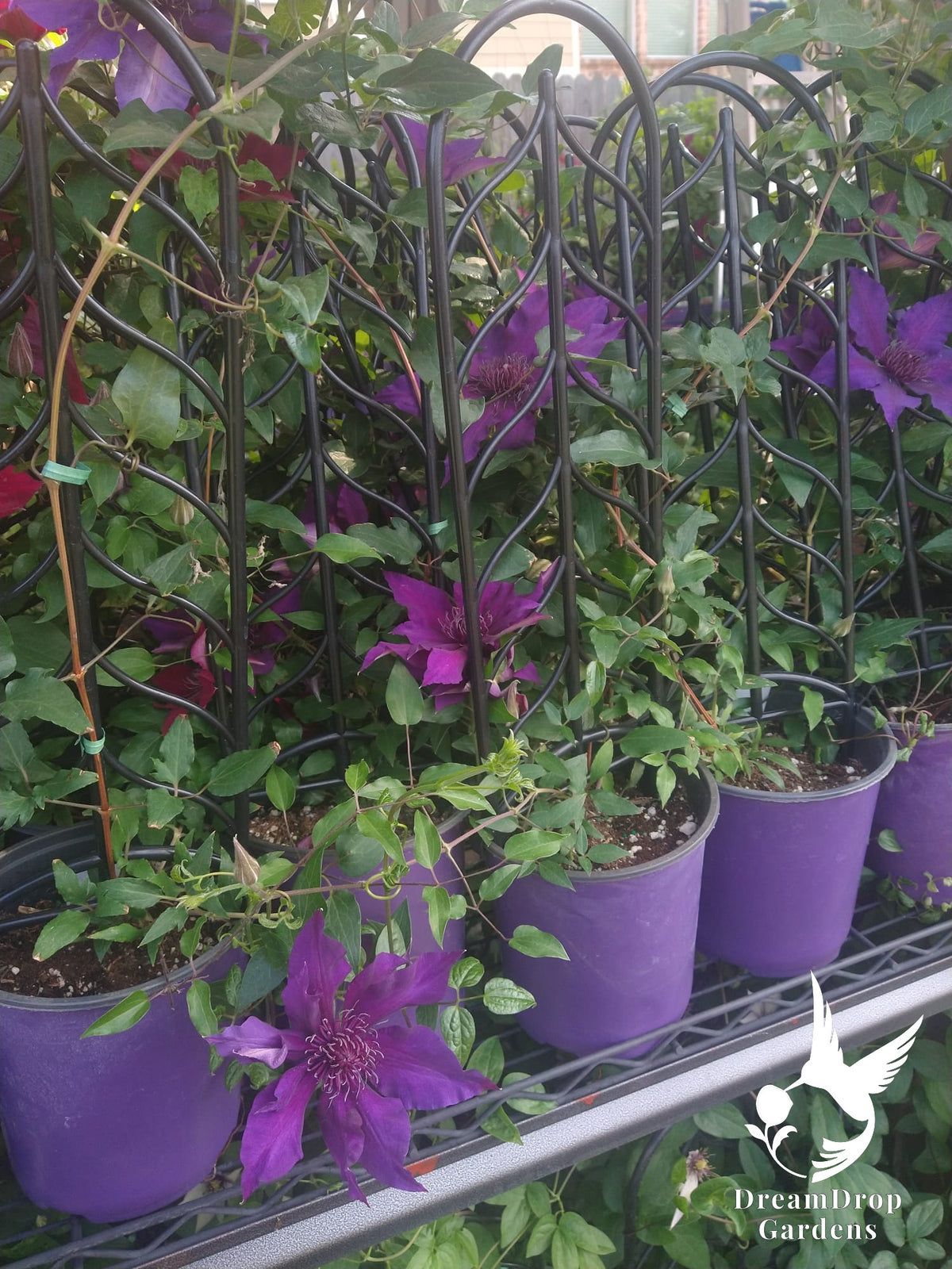 Clematis 'Fleuri' AKA Princess Anna — DreamDrop Gardens photo 5