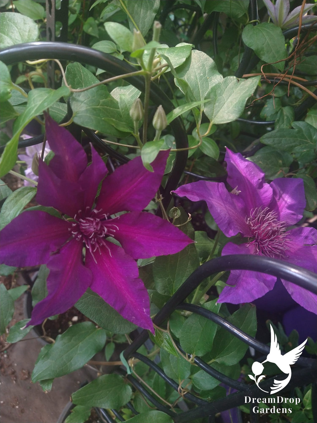 Clematis 'Fleuri' AKA Princess Anna — DreamDrop Gardens photo 6