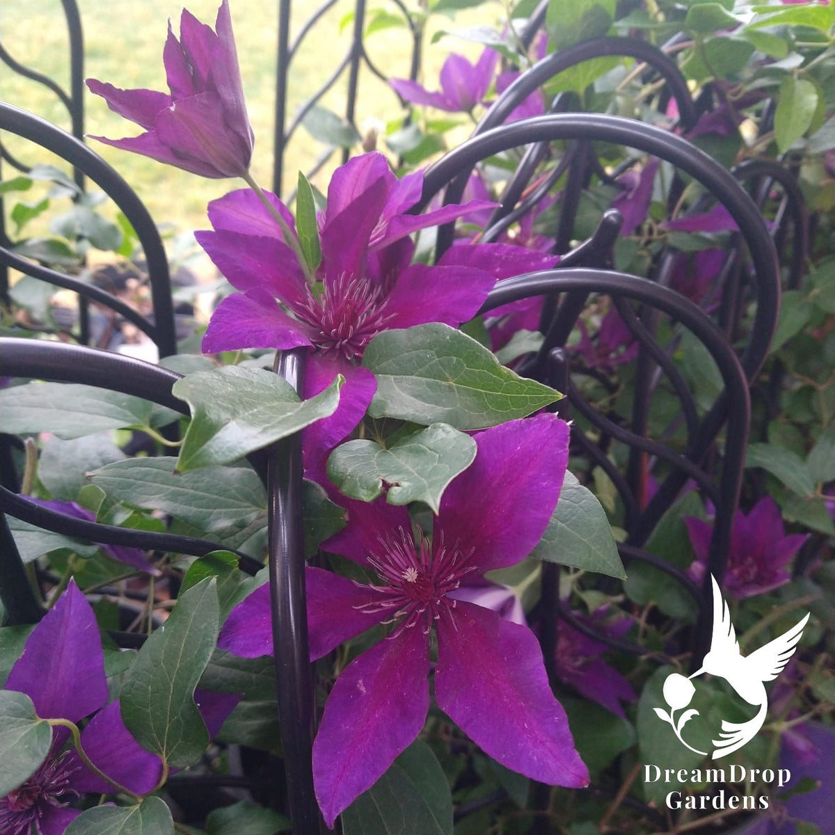 Clematis 'Fleuri' AKA Princess Anna — DreamDrop Gardens photo 7