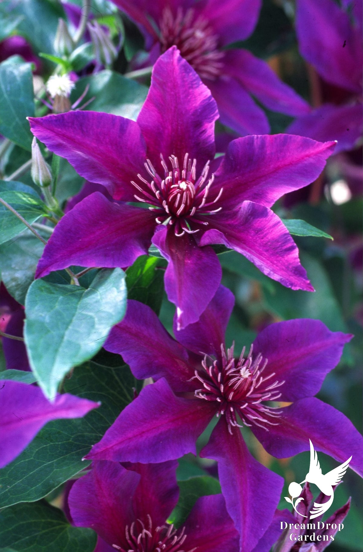 Clematis 'Fleuri' — DreamDrop Gardens photo 1