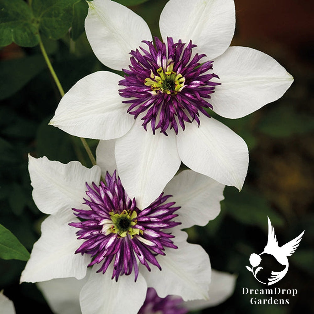 Clematis 'Florida Seboldii' - Double Bloom White and Purple — DreamDrop Gardens photo 1