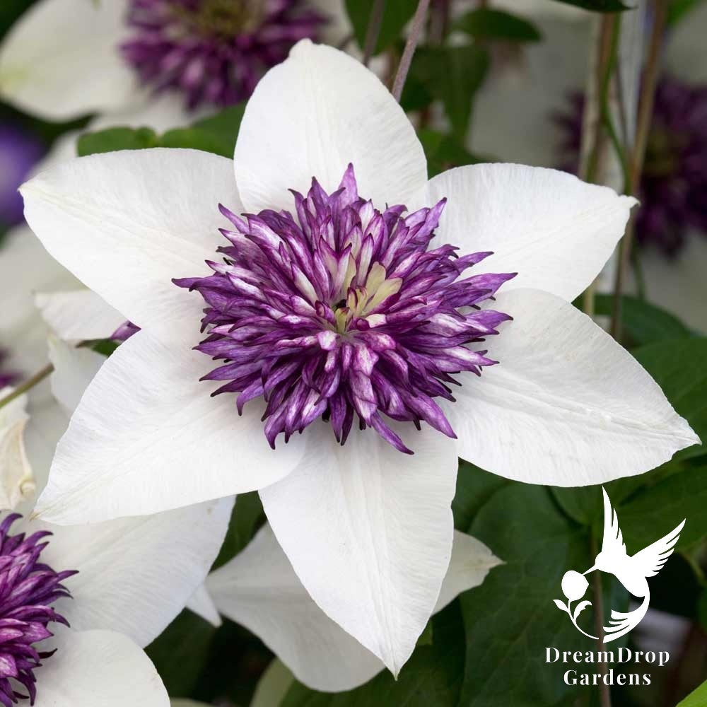 Clematis 'Florida Seboldii' - Double Bloom White and Purple — DreamDrop Gardens photo 2