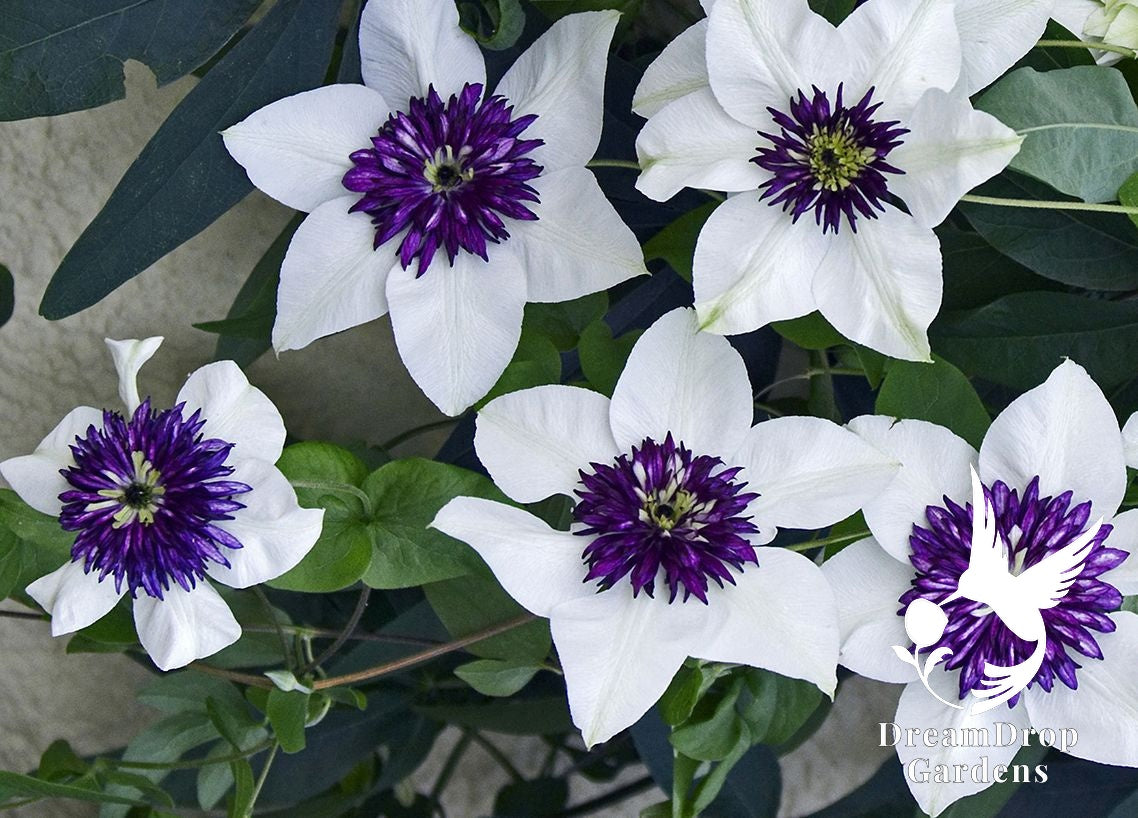 Clematis 'Florida Seboldii' - Double Bloom White and Purple — DreamDrop Gardens photo 3