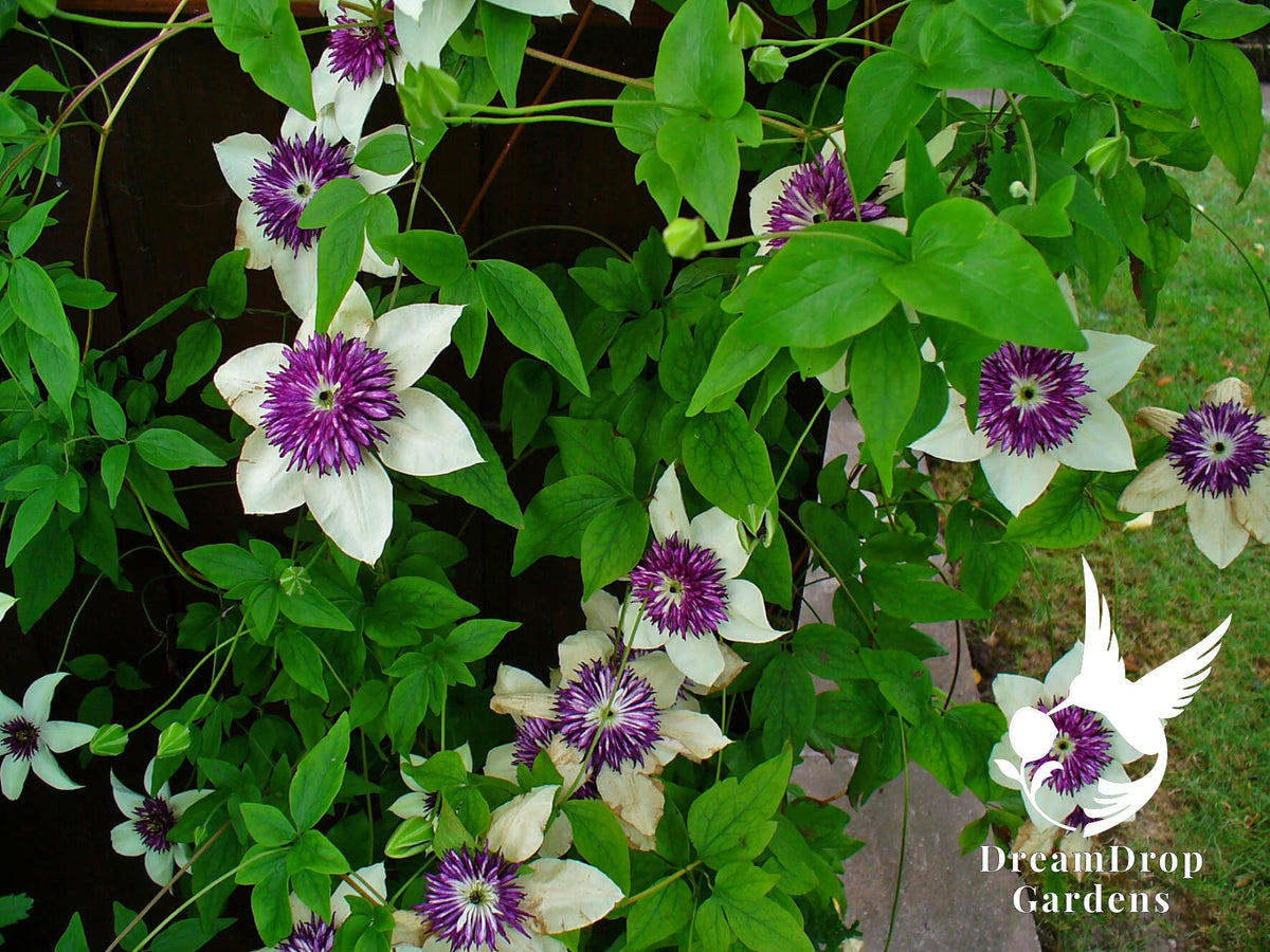 Clematis 'Florida Seboldii' - Double Bloom White and Purple — DreamDrop Gardens photo 4