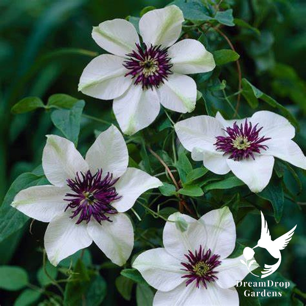 Clematis 'Florida Seboldii' - Double Bloom White and Purple — DreamDrop Gardens photo 5