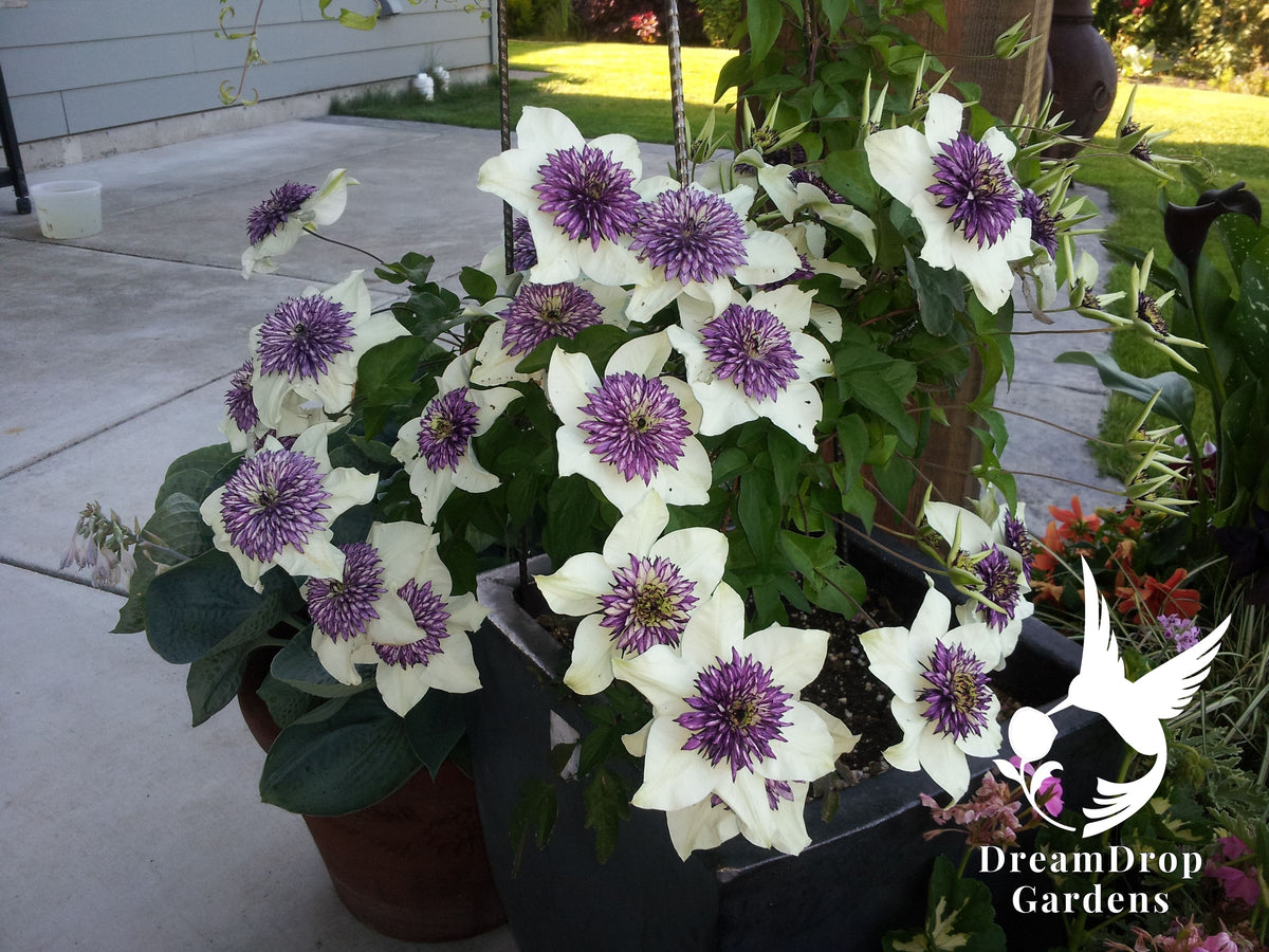 Clematis 'Florida Seboldii' - Double Bloom White and Purple — DreamDrop Gardens photo 6