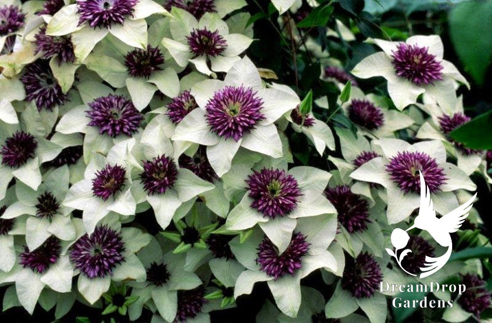Clematis 'Florida Seboldii' - Double Bloom White and Purple — DreamDrop Gardens photo 7