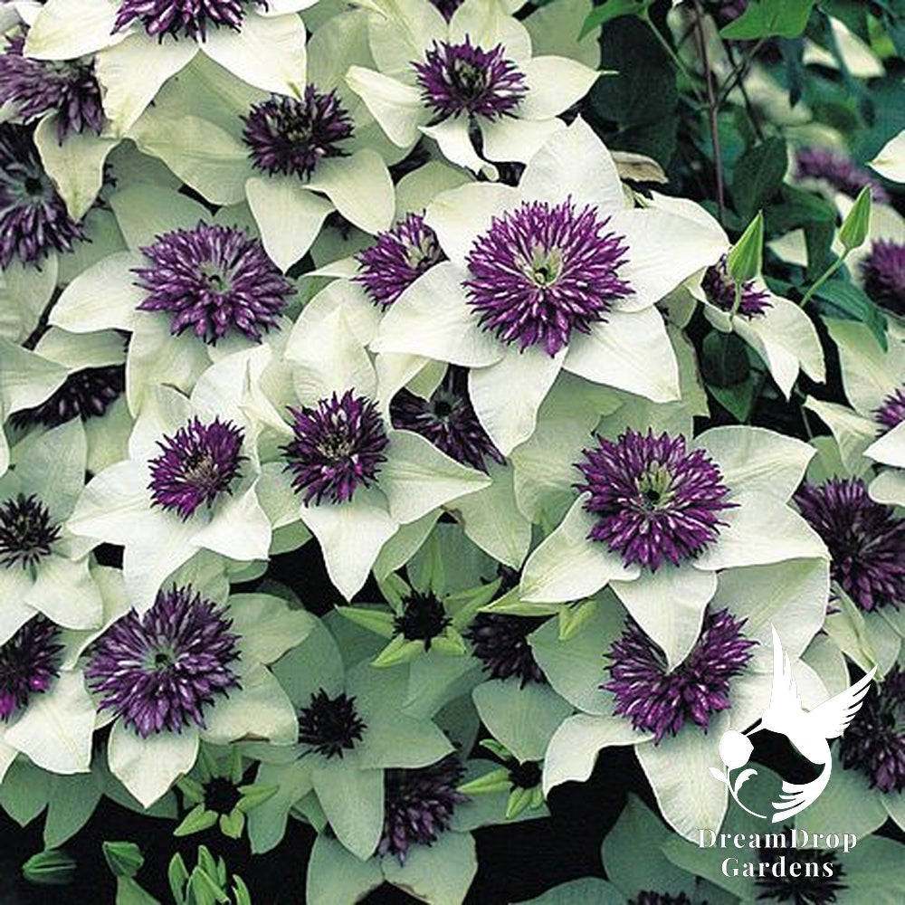 Clematis 'Florida Seboldii' - Double Bloom White and Purple — DreamDrop Gardens photo 8