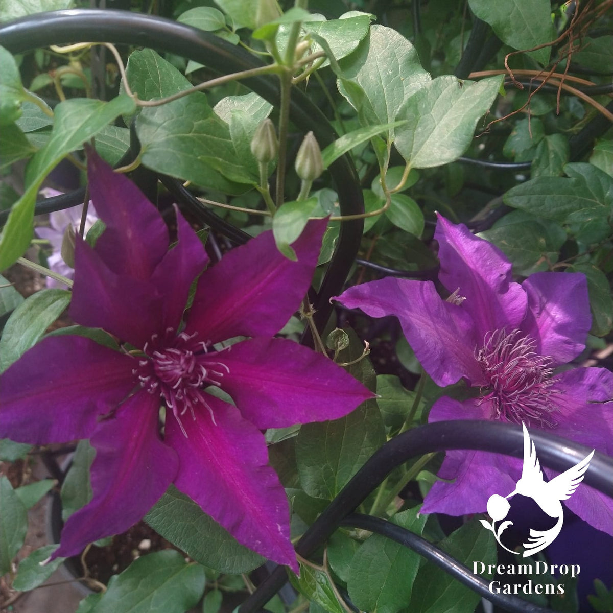 Deep purple clematis blooms with a red-violet central bar and buds on a trellis
