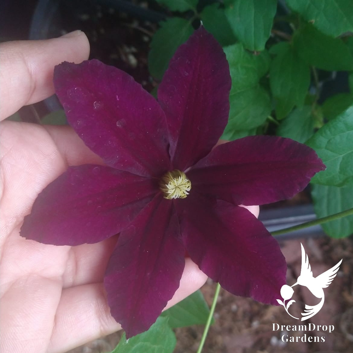 Deep wine-red clematis bloom with a golden centre held in a hand