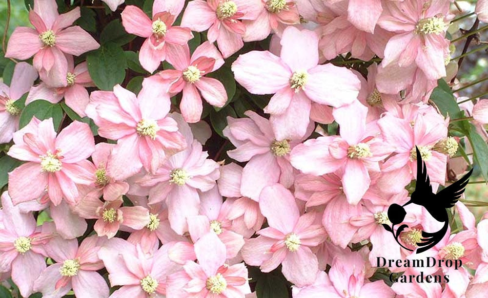 Clematis 'Montana Elizabeth' - Fragrant — DreamDrop Gardens photo 1