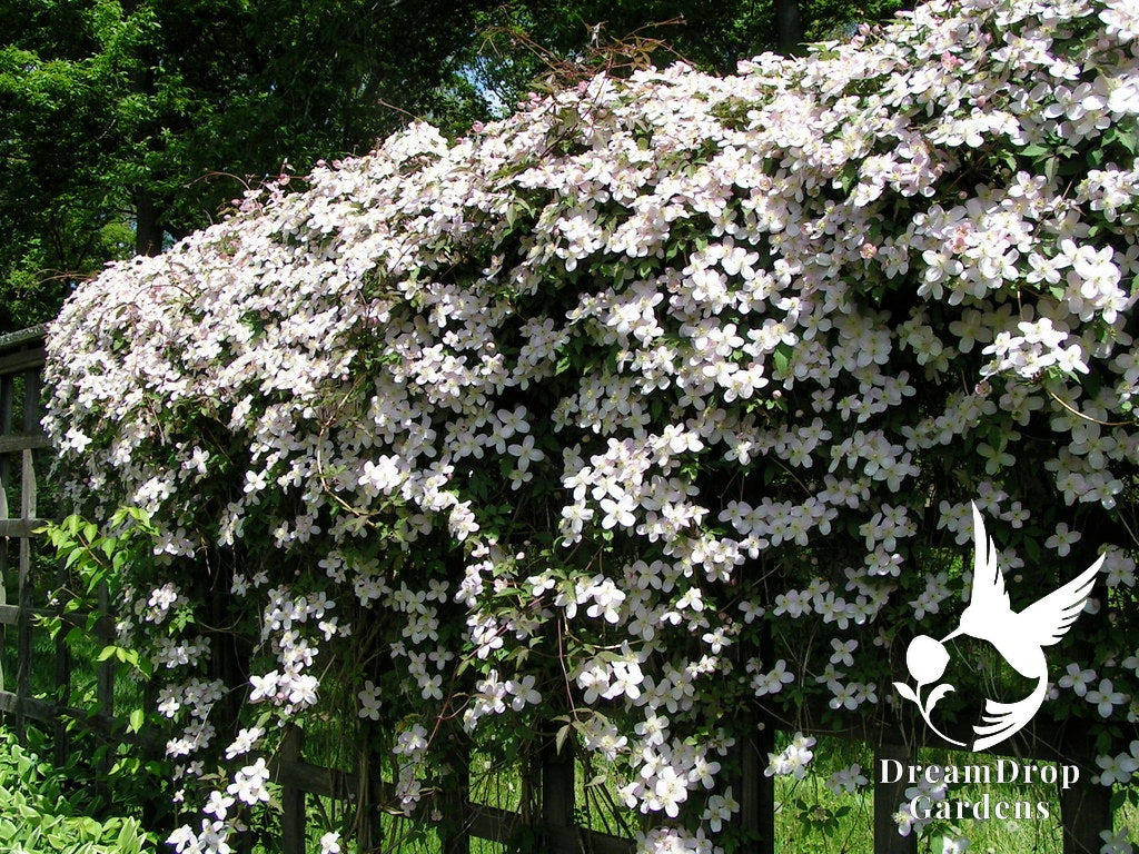 Clematis 'Montana Elizabeth' - Fragrant — DreamDrop Gardens photo 3