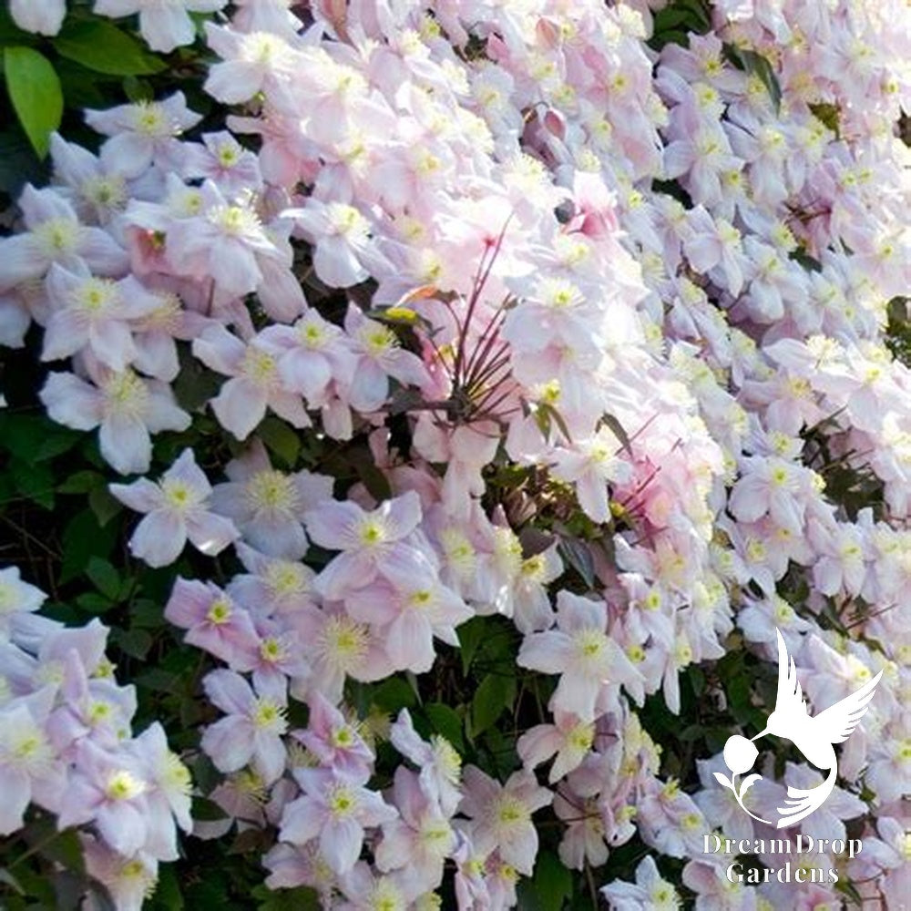 Clematis 'Montana Mayleen' - Fragrant — DreamDrop Gardens photo 1